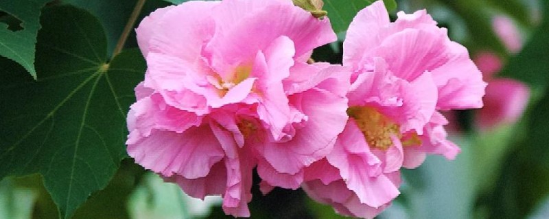 秋天最美的花有哪些，有木芙蓉、紫薇花等