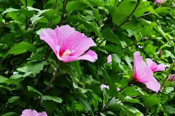 秋天最美的花有哪些，有木芙蓉、紫薇花等