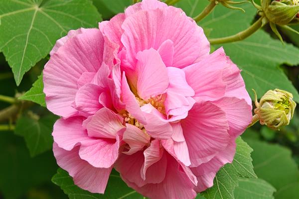 秋天最美的花有哪些，有木芙蓉、紫薇花等