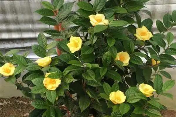 秋天最美的花有哪些，有木芙蓉、紫薇花等