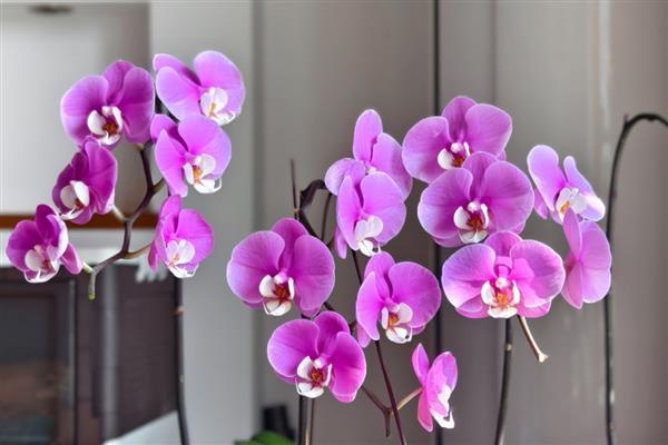 秋天最美的花有哪些，有木芙蓉、紫薇花等