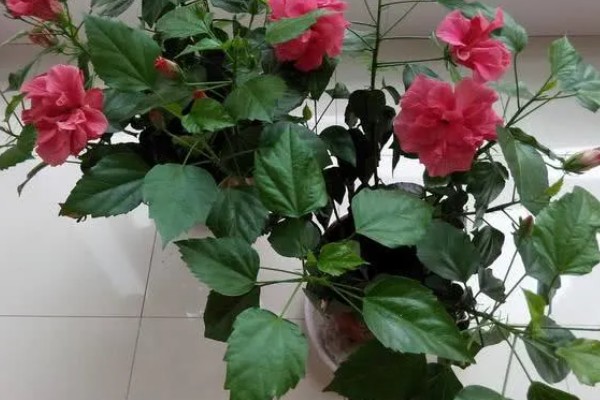 桑叶牡丹如何浇水，喜欢生长在湿润环境中