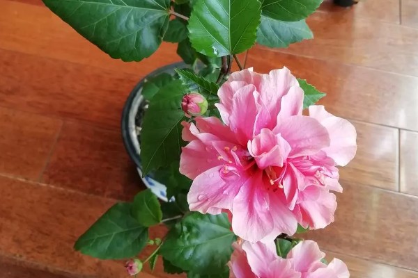 桑叶牡丹如何浇水，喜欢生长在湿润环境中