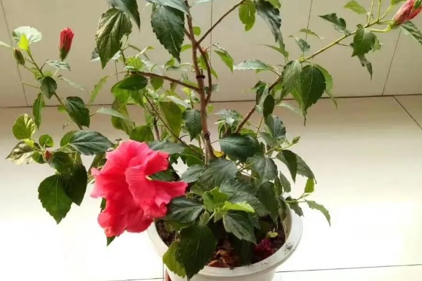 桑叶牡丹如何浇水，喜欢生长在湿润环境中