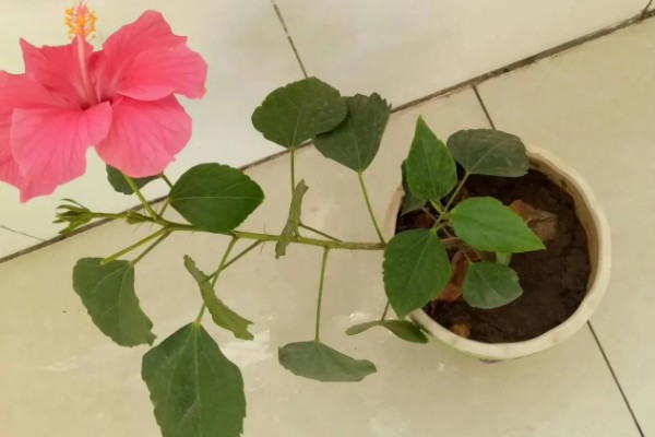 桑叶牡丹如何浇水，喜欢生长在湿润环境中