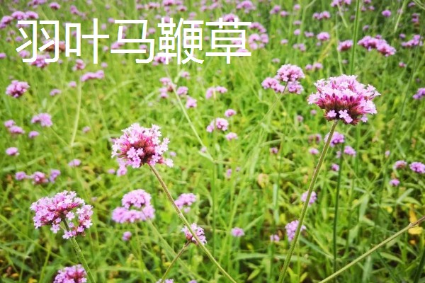 益母草和马鞭草有什么区别，前者属于唇形科、后者属于马鞭科