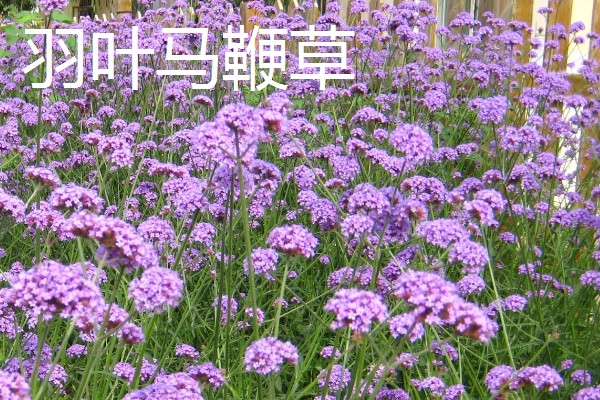 益母草和马鞭草有什么区别，前者属于唇形科、后者属于马鞭科
