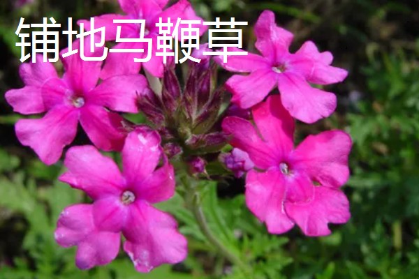 益母草和马鞭草有什么区别，前者属于唇形科、后者属于马鞭科