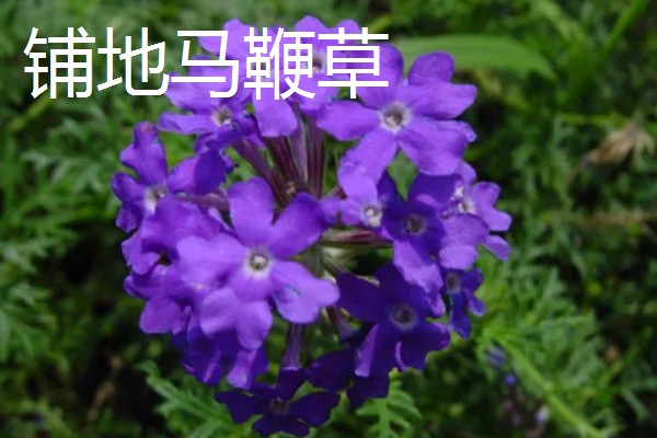 益母草和马鞭草有什么区别，前者属于唇形科、后者属于马鞭科
