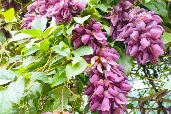 禾雀花简介，又名白花油麻藤、雀儿花