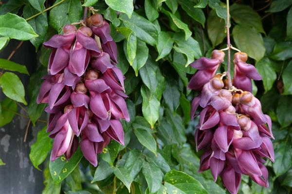 禾雀花简介，又名白花油麻藤、雀儿花