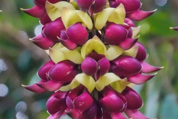 禾雀花简介，又名白花油麻藤、雀儿花