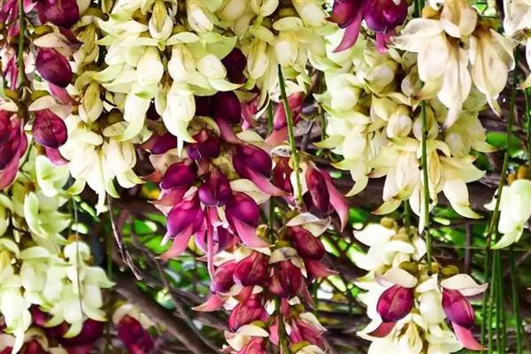 禾雀花简介，又名白花油麻藤、雀儿花