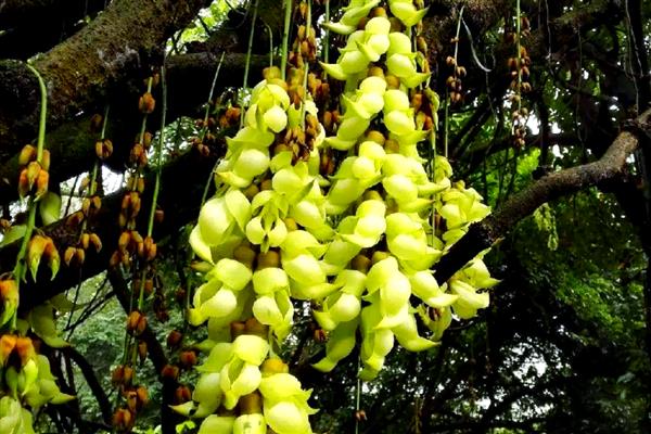 禾雀花简介，又名白花油麻藤、雀儿花