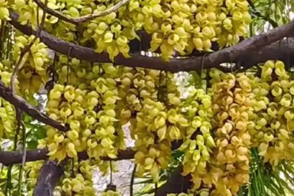 禾雀花简介，又名白花油麻藤、雀儿花