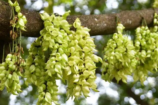 禾雀花简介，又名白花油麻藤、雀儿花