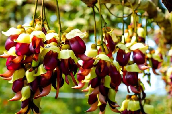 禾雀花简介，又名白花油麻藤、雀儿花