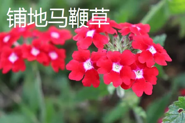 益母草和马鞭草有什么区别，前者属于唇形科、后者属于马鞭科