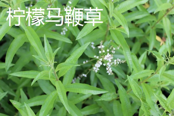 益母草和马鞭草有什么区别，前者属于唇形科、后者属于马鞭科