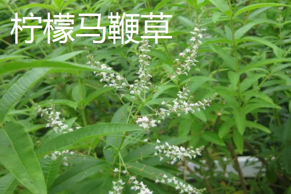 益母草和马鞭草有什么区别，前者属于唇形科、后者属于马鞭科