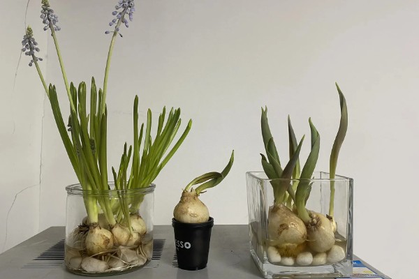 风信子烂根的原因及解决方法，可能是水质出现了问题