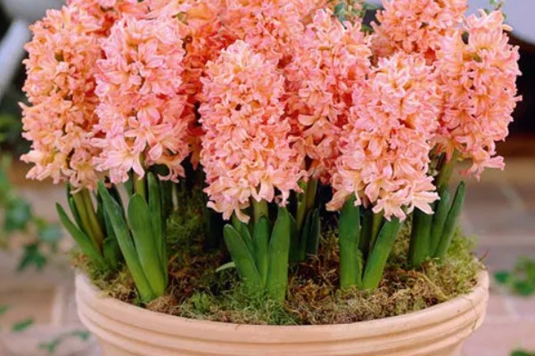 风信子烂根的原因及解决方法，可能是水质出现了问题