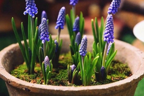 风信子烂根的原因及解决方法，可能是水质出现了问题