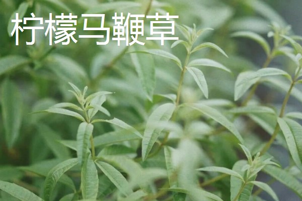 益母草和马鞭草有什么区别，前者属于唇形科、后者属于马鞭科