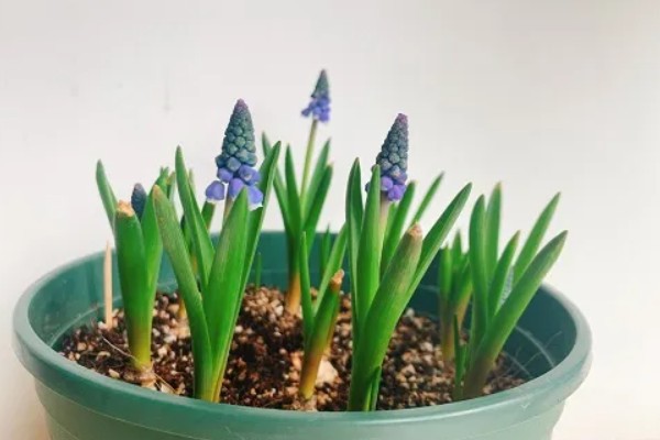 风信子烂根的原因及解决方法，可能是水质出现了问题