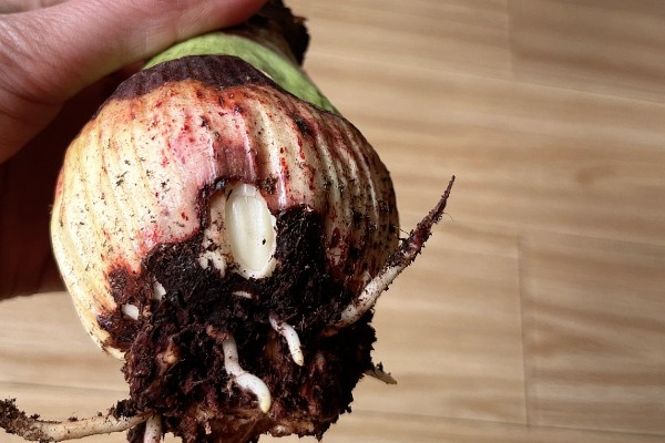 风信子烂根的原因及解决方法，可能是水质出现了问题