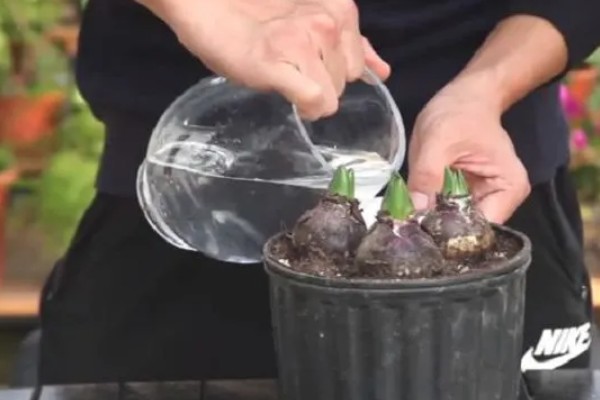 风信子烂根的原因及解决方法，可能是水质出现了问题