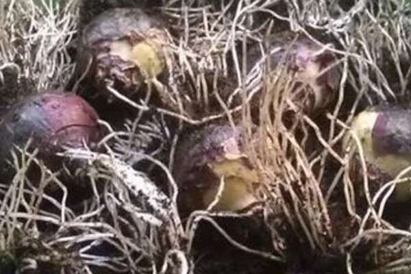 风信子烂根的原因及解决方法，可能是水质出现了问题