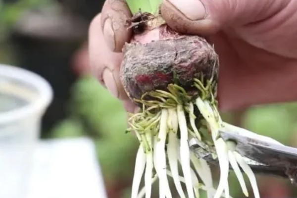 风信子烂根的原因及解决方法，可能是水质出现了问题