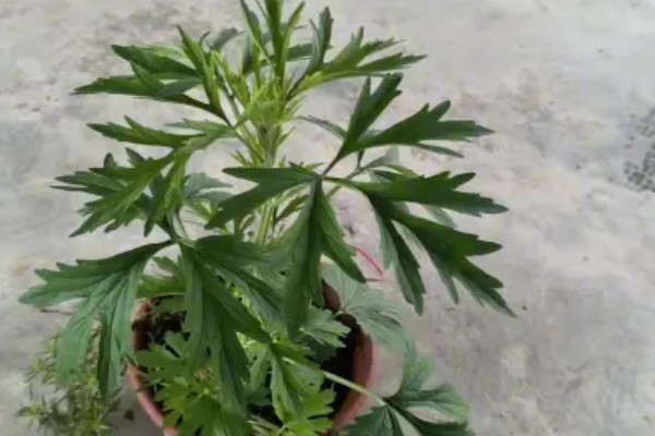 益母草和马鞭草有什么区别，前者属于唇形科、后者属于马鞭科