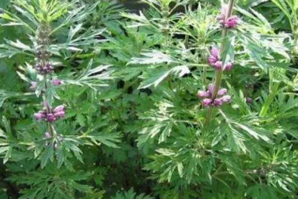 益母草和马鞭草有什么区别，前者属于唇形科、后者属于马鞭科
