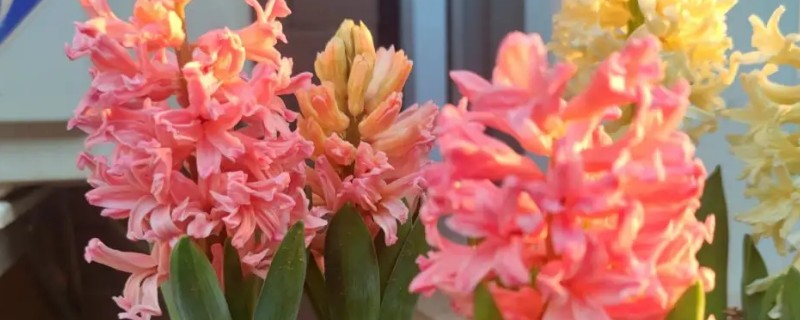 风信子烂根的原因及解决方法,可能是水质出现了问题