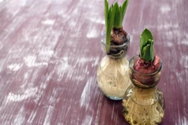 风信子烂根的原因及解决方法，可能是水质出现了问题