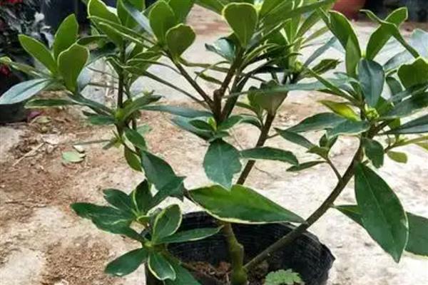 怎么养殖金边瑞香，每隔10-15天浇一次水