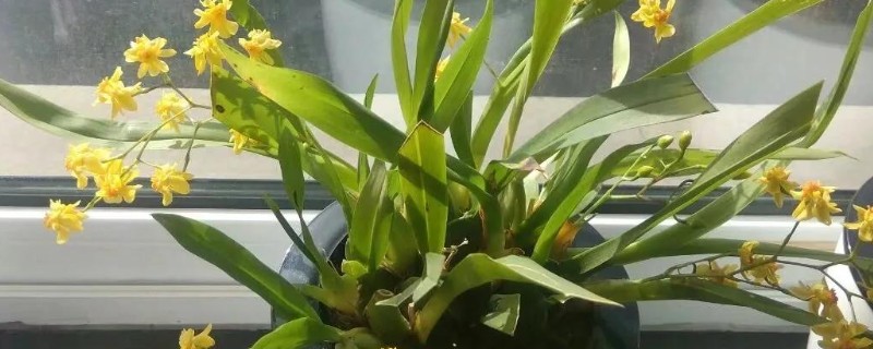 文心兰常见的病害，有花叶病、灰霉病等