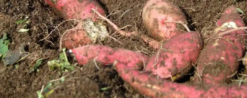 红薯茎线虫病如何防治，首先选择优良的抗病品种