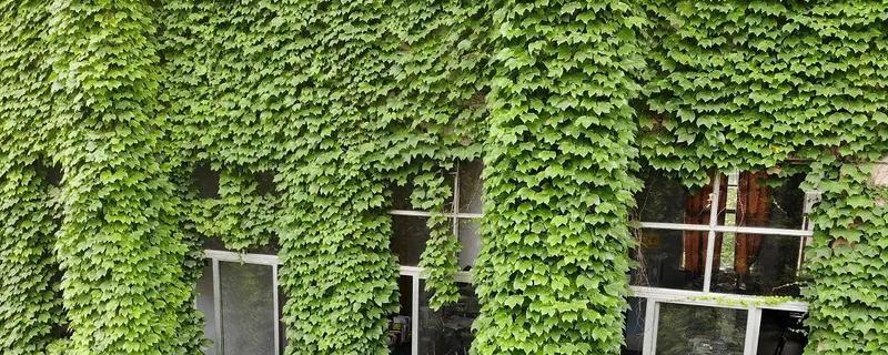 爬山虎的外观，与野葡萄藤相似