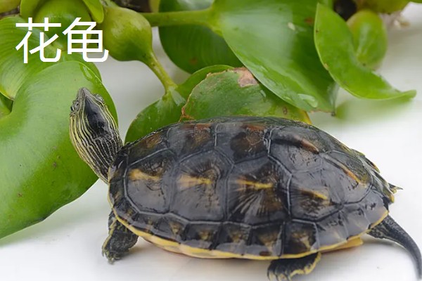 龟会咬人吗,依据品种而定