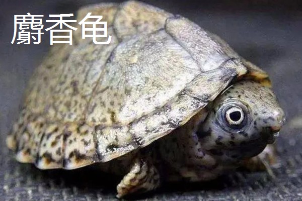 龟会咬人吗,依据品种而定