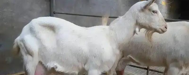 如何判断母羊肚子里有几只羊，可用激素测量法