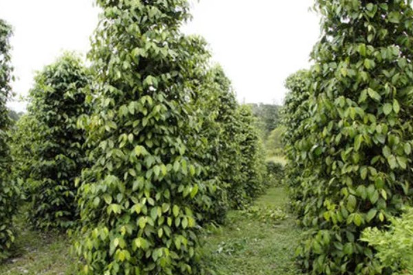 胡椒的生长习性，现广植于热带地区