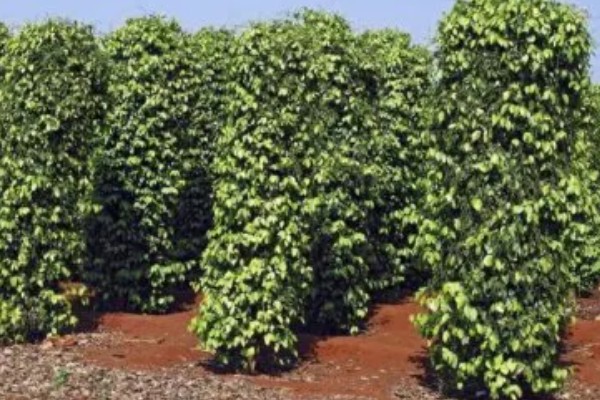 胡椒的生长习性，现广植于热带地区