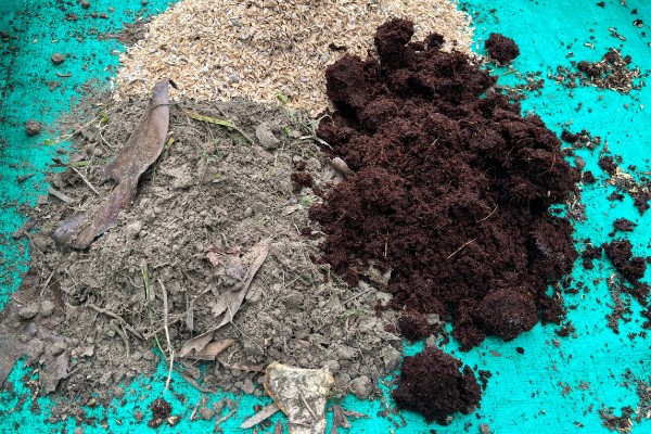 胡椒的生长习性，现广植于热带地区