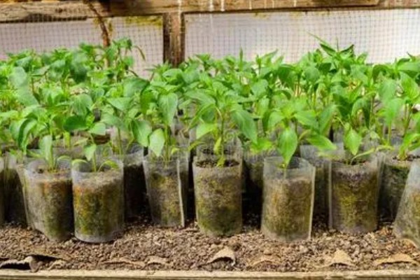 胡椒的生长习性，现广植于热带地区