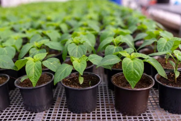 胡椒的生长习性，现广植于热带地区