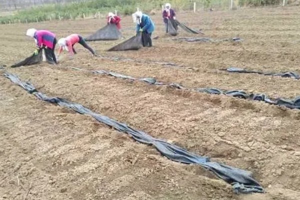 胡椒的生长习性，现广植于热带地区